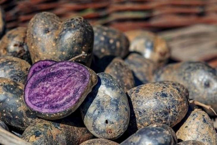 Необычный цвет и целебные свойства: синий картофель снижает давление