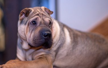 Яку породу середніх собак категорично не хотів би мати ветеринар