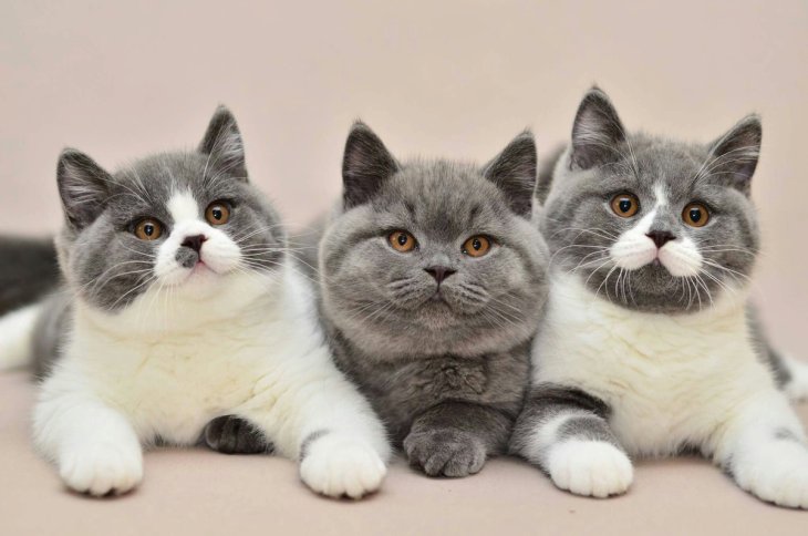 Кошка-интроверт стала новой звездой Сетей (ФОТО)