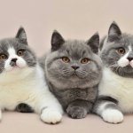 Кошка-интроверт стала новой звездой Сетей (ФОТО)