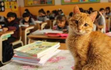 Сети насмешила кошка, вмешавшаяся в учебный процесс (ВИДЕО)