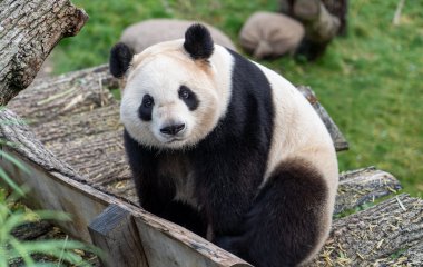 Стеснительная панда покорила YouTube (ВИДЕО)