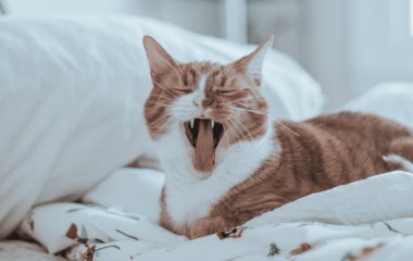 Чому коти частіше «розмовляють» із чоловіками: нове дослідження відповіло