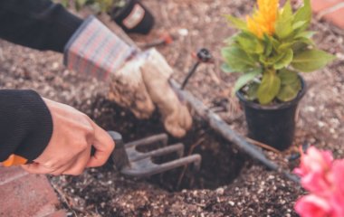Що потрібно зробити у вересні, аби навесні ваш сад розквітнув, як ніколи