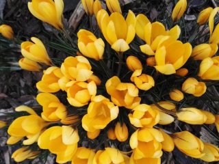 День ангела 16 березня: кого та як вітати з іменинами