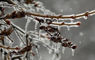 Після морозів обробіть цим сад: що радять зробити спеціалісти, щоб врятувати урожай