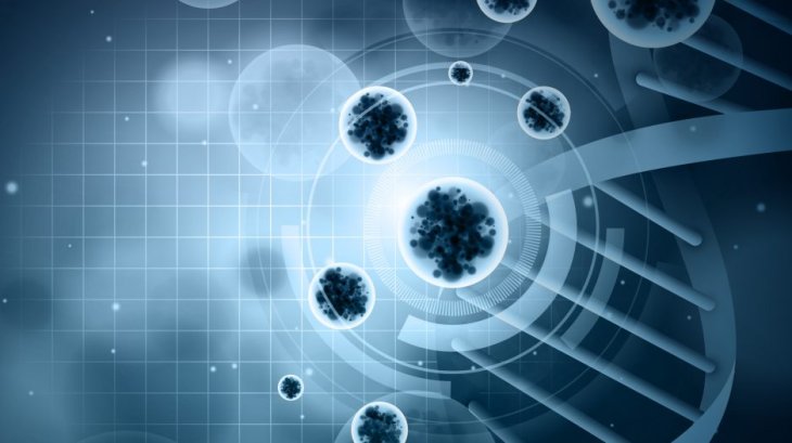 Онкологи установили, что раковый ген способен восстанавливать сердце