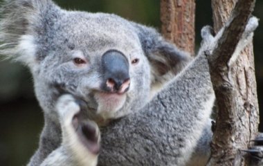 Коала насмешила необычными звуками (ВИДЕО)