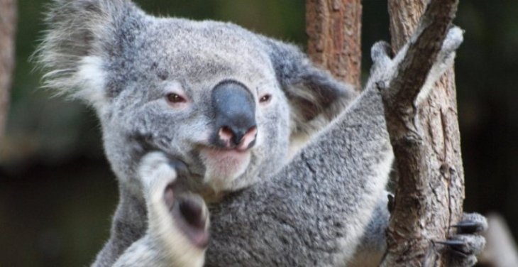 Коала насмешила необычными звуками (ВИДЕО)