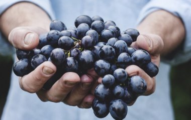 Вчені виявили несподівану користь винограду
