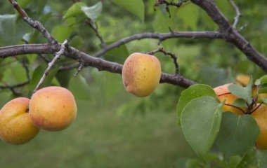 Дієтолог перерахувала корисні властивості абрикосів