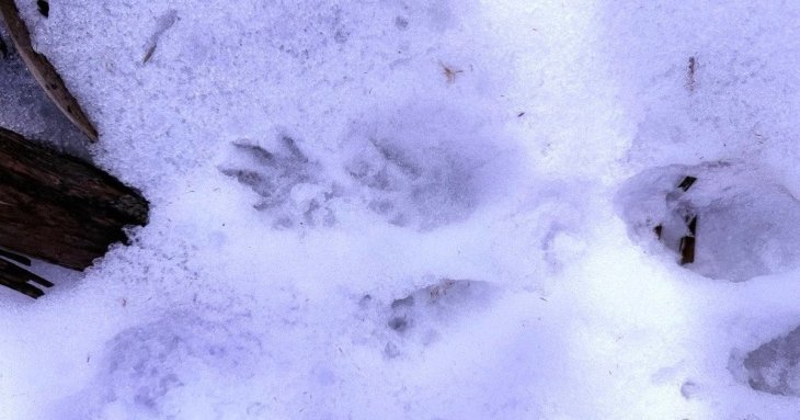 Сліди рідкісного хижака знайшли під час обстеження нацпарку на Одещині: хто це був