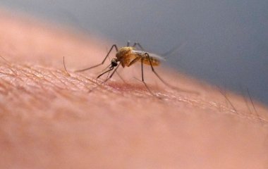Свербіж після укусу комара можна зняти за секунди: лікарка назвала простий спосіб