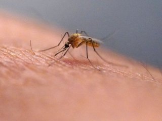Свербіж після укусу комара можна зняти за секунди: лікарка назвала простий спосіб