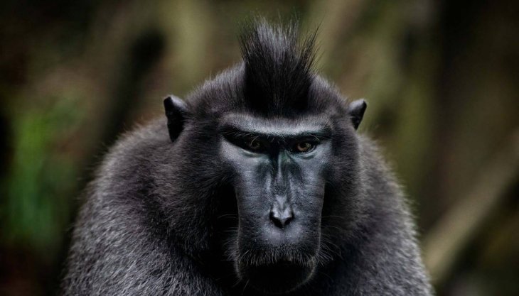 Мережі насмішила злочинниця-мавпа (ВІДЕО)