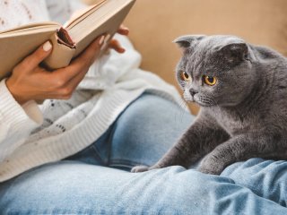 Смешные фотки кошек, примерявших «шапки» (ФОТО)