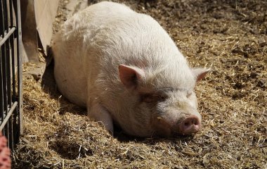 Толстенький поросенок перекрыл движение на одной из американских дорог