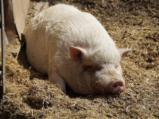 Толстенький поросенок перекрыл движение на одной из американских дорог