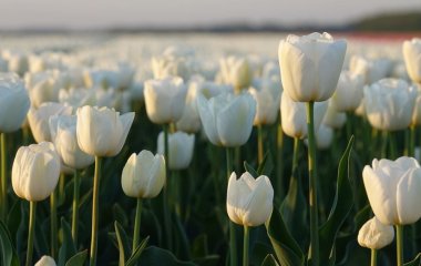 Зробіть це з тюльпанами вже у березні - зацвітуть пишно