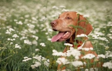 Собака с редкой генетической мутацией стала звездой Сети (ФОТО)