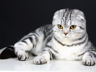 Новий хіт: реакція кішки на довгоочікувану зустріч із юним господарем (ВІДЕО)