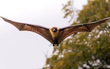 Світом шириться новий тип коронавірусу: чи варто готуватися до нової пандемії