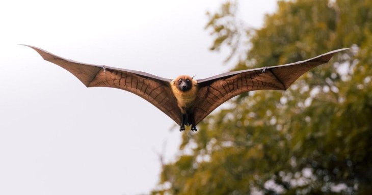 Світом шириться новий тип коронавірусу: чи варто готуватися до нової пандемії