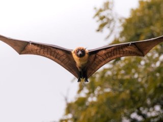 Світом шириться новий тип коронавірусу: чи варто готуватися до нової пандемії