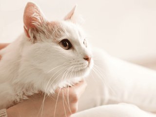 Кошка прославилась, сорвав интервью полицейского (ФОТО)