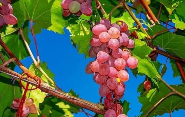 Чому виноград не можна багато їсти