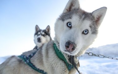Сети насмешила реакция хаски на предложение отправиться в парк (ФОТО)