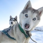 Сети насмешила реакция хаски на предложение отправиться в парк (ФОТО)