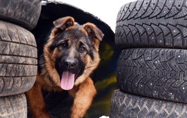 Щенок вернулся домой с пакетиком собственных фекалий (ВИДЕО)
