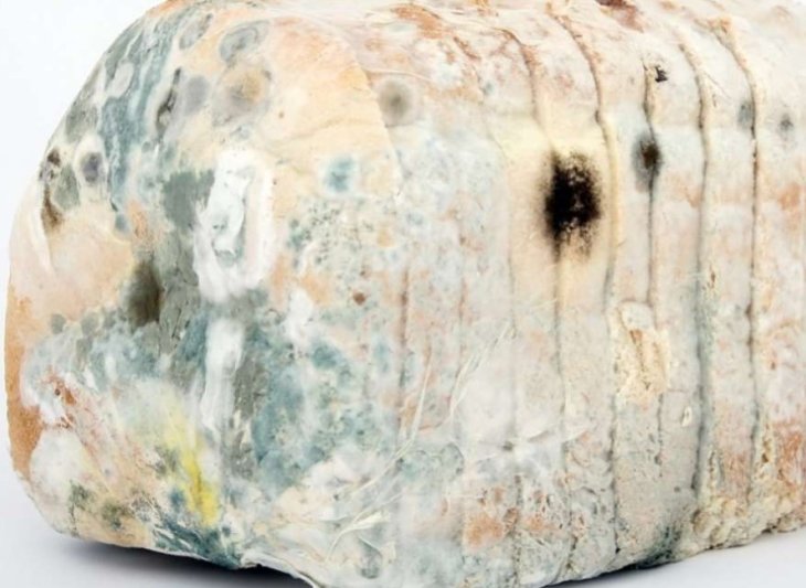 Медики назвали последствия употребления заплесневелых продуктов для здоровья