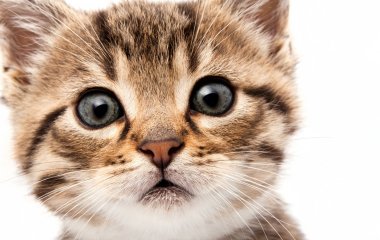 Сети насмешила мордочка кота, не желающего ждать, когда еда будет готова (ВИДЕО)