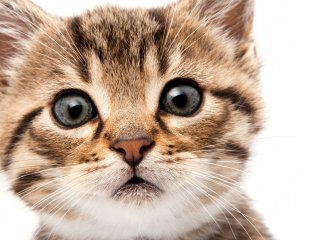 Сети насмешила мордочка кота, не желающего ждать, когда еда будет готова (ВИДЕО)