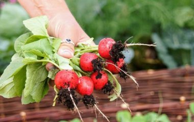 Медики названы неожиданные свойства редьки