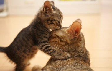 Кошка или котенок: какого возраста заводить кота?