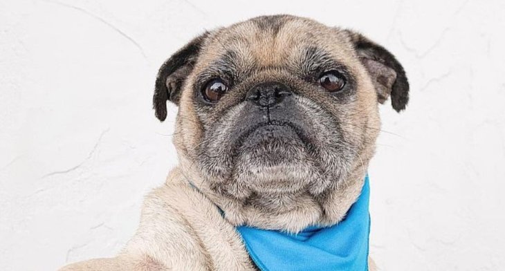 Мопс стал «музой» креативного фотографа (ФОТО)