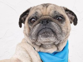 Мопс стал «музой» креативного фотографа (ФОТО)