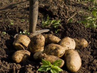 Коли копати картоплю: які сприятливі дні, а в які не можна цього робити, бо бульби гнитимуть