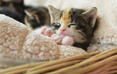 Користувачів розчулили кошенята, що прокинулися заради молока (ВІДЕО)
