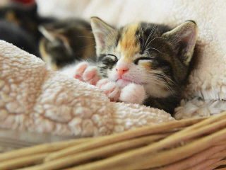 Користувачів розчулили кошенята, що прокинулися заради молока (ВІДЕО)