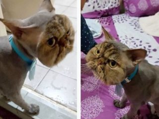 Кот вернулся от грумера почти полностью лысым (ФОТО)