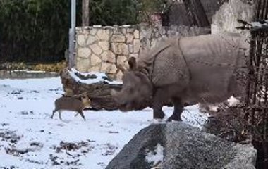 У зоопарку крихітний олень викликав на дуель носорога — кумедне відео