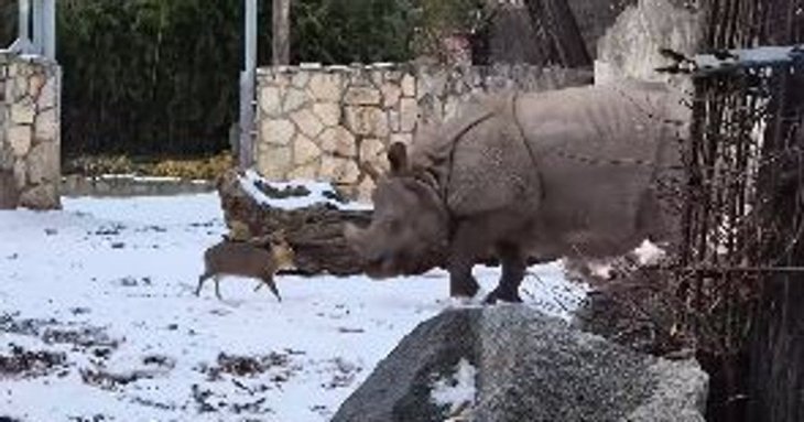 У зоопарку крихітний олень викликав на дуель носорога — кумедне відео