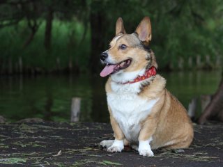 Сети повеселил коротколапый корги, пытающийся запрыгнуть на стол (ВИДЕО)