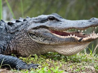 Житель Флориды украл аллигатора и пытался