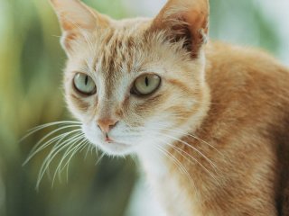 У Вінниці коту встановили «золоті» ікла: навіщо тварині знадобилися коронки за 45 тисяч гривень