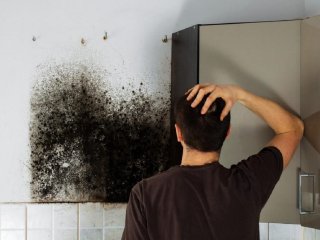 Перевірені способи видалення плісняви на шпалерах
